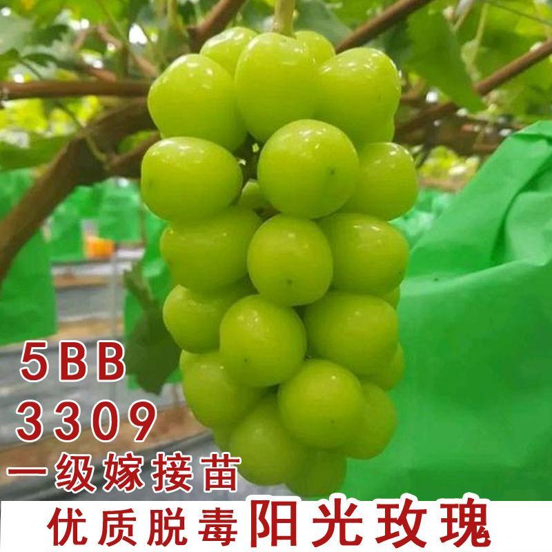 阳光玫瑰葡萄苗正宗嫁接苗5bb夏黑3309品种很多
