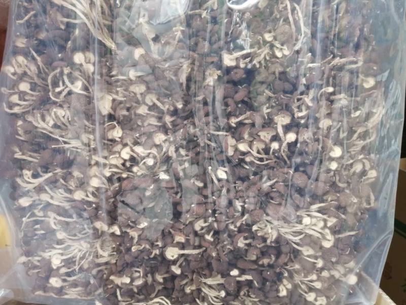 五号菇茶树菇不开伞全国批发包邮