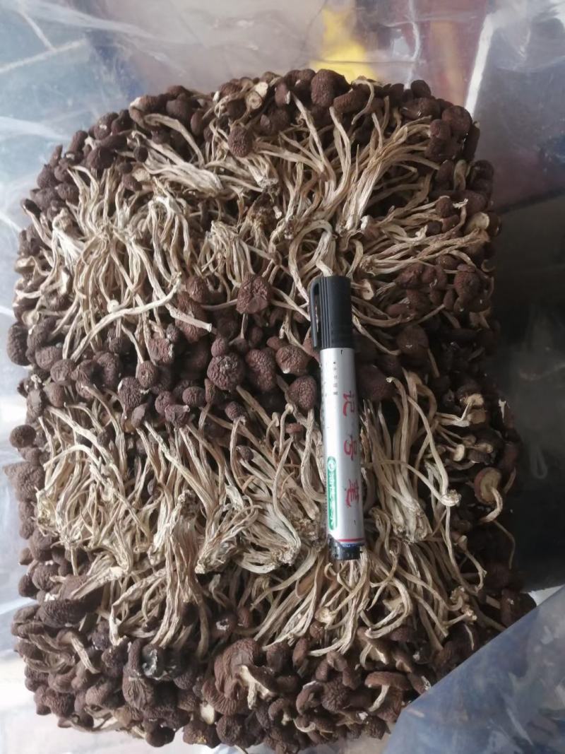 五号菇茶树菇不开伞全国批发包邮