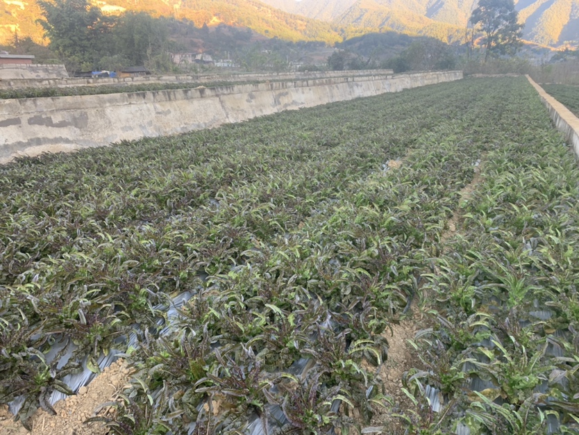 农民正在采摘莴苣的场景