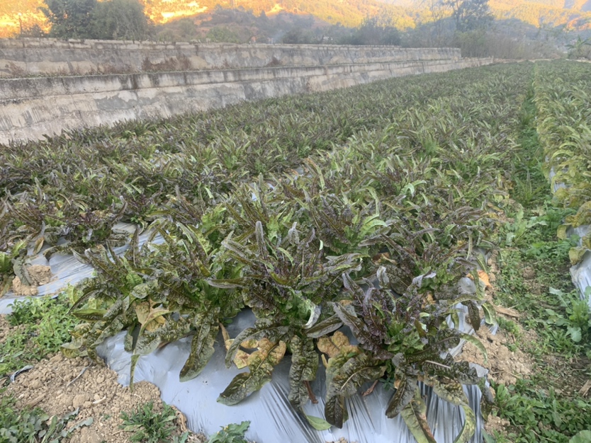 一片绿油油的莴苣田,部分植株已开始抽薹开花,背景为阳光下的农田环境 莴苣田间生长图