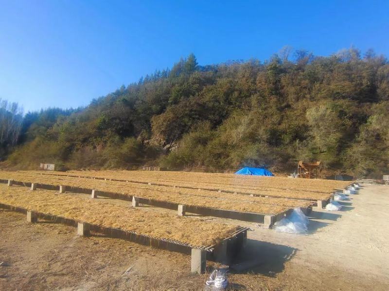 清原龙胆草统货，诚信经营，量大从优，欢迎来电