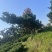 造型黑松，高度250厘米，地径10公分，冠幅250公分