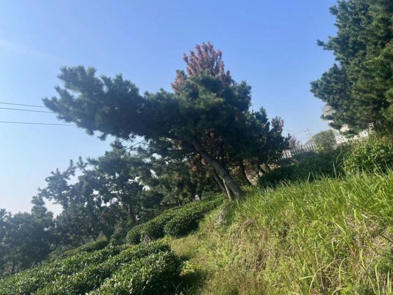 造型黑松，高度250厘米，地径10公分，冠幅250公分
