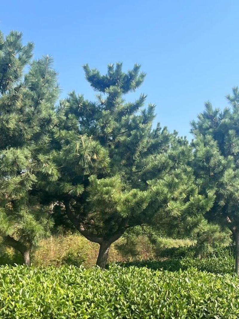 造型黑松，高度250厘米，地径10公分，冠幅250公分