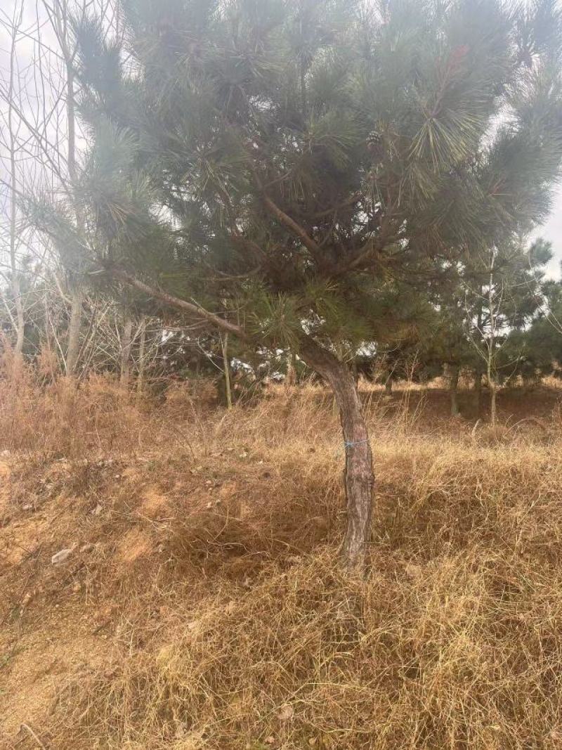 造型黑松，高度250厘米，地径10公分，冠幅250公分