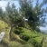造型黑松，高度250厘米，地径10公分，冠幅250公分