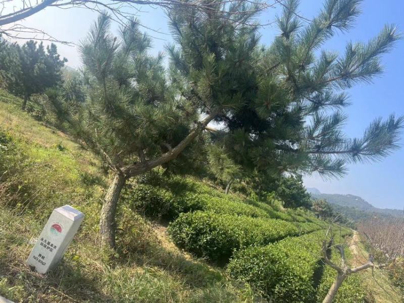 造型黑松，高度250厘米，地径10公分，冠幅250公分