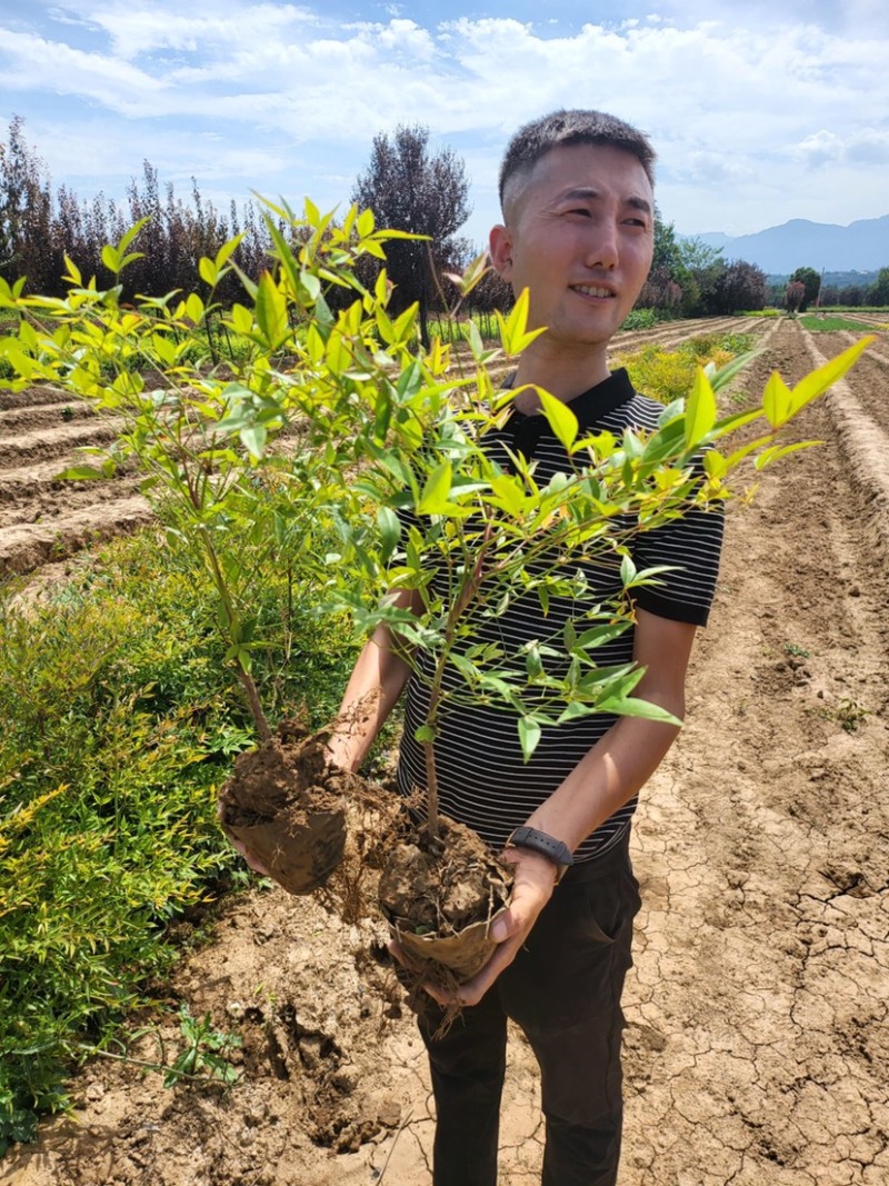南天竹绿化苗木品质保证价格美丽量大从优