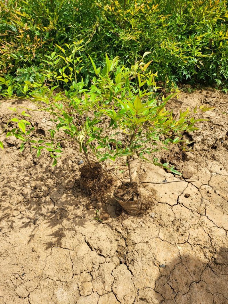 南天竹绿化苗木品质保证价格美丽量大从优