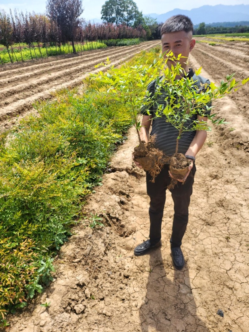 南天竹绿化苗木品质保证价格美丽量大从优