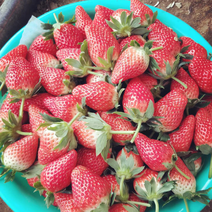 甜宝草莓即将大量上市一手直供果农直发
