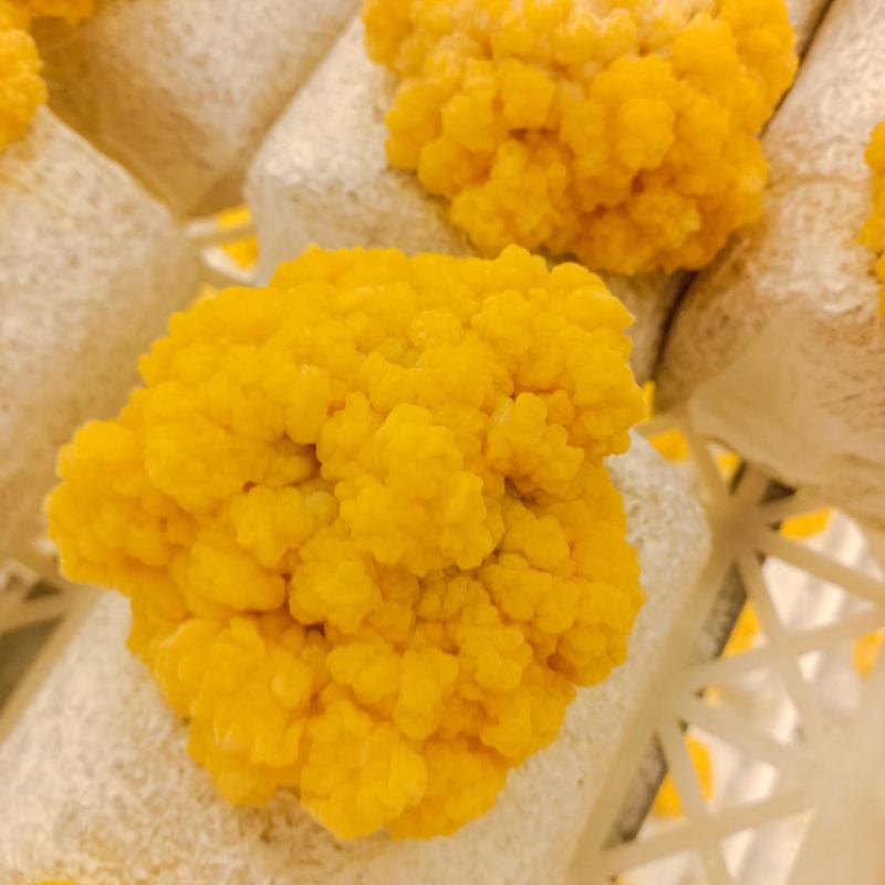 金耳鲜菇