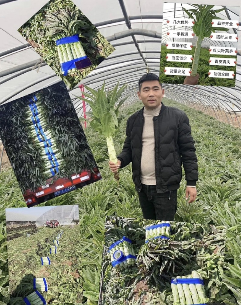 红尖叶莴笋三青莴笋无花无苔质量很好量大从优