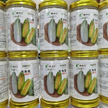 禧来农羊角蜜甜瓜种子羊角酥种子羊角脆种子种植基地大面积种