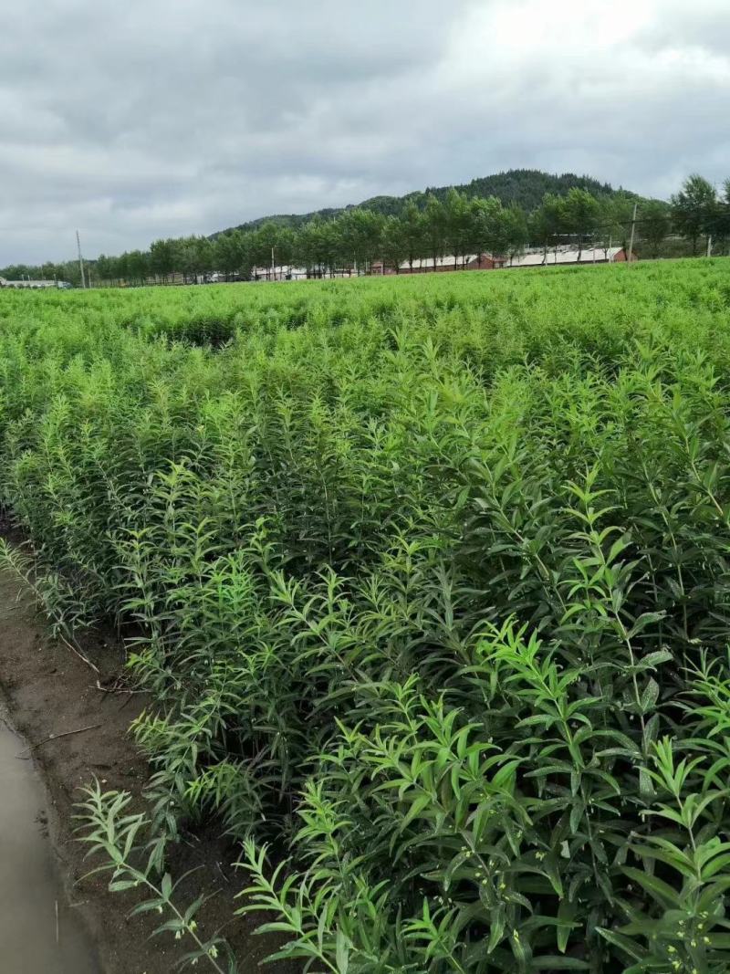 鸡头黄精种子质量优，诚信经营，量大从优，欢迎来电