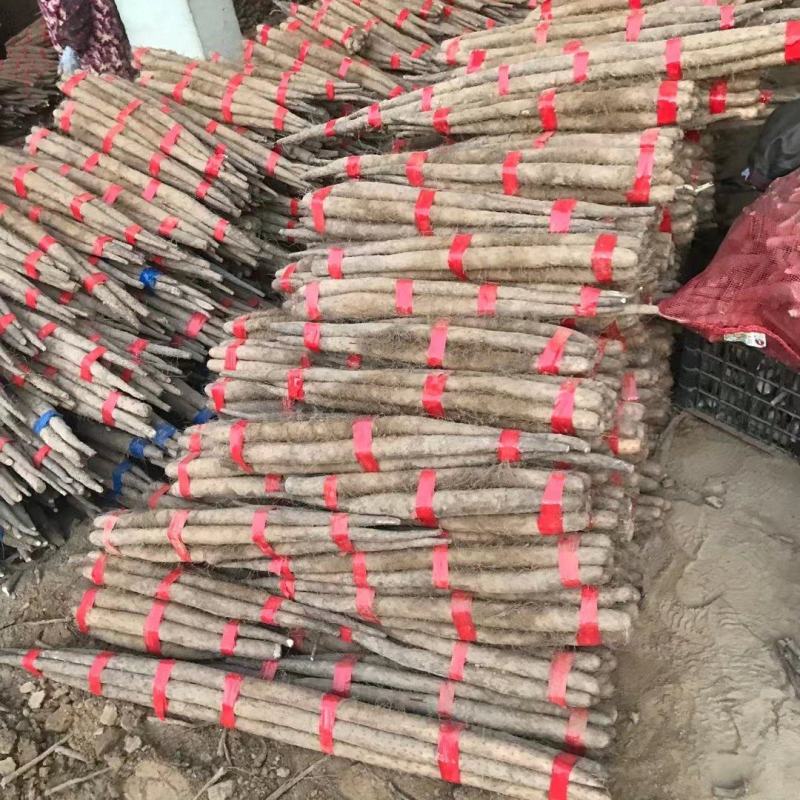 网袋货！精品咕噜大量有货