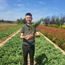 地柏铺地柏苗圃直供品优价廉发货保障欢迎来