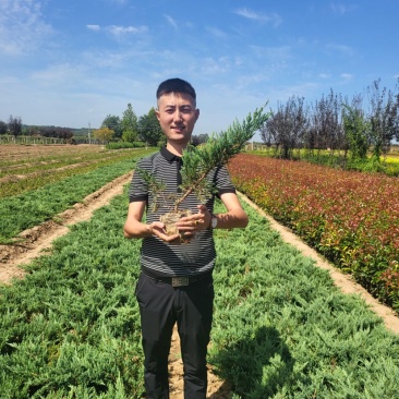 地柏铺地柏苗圃直供品优价廉发货保障欢迎来