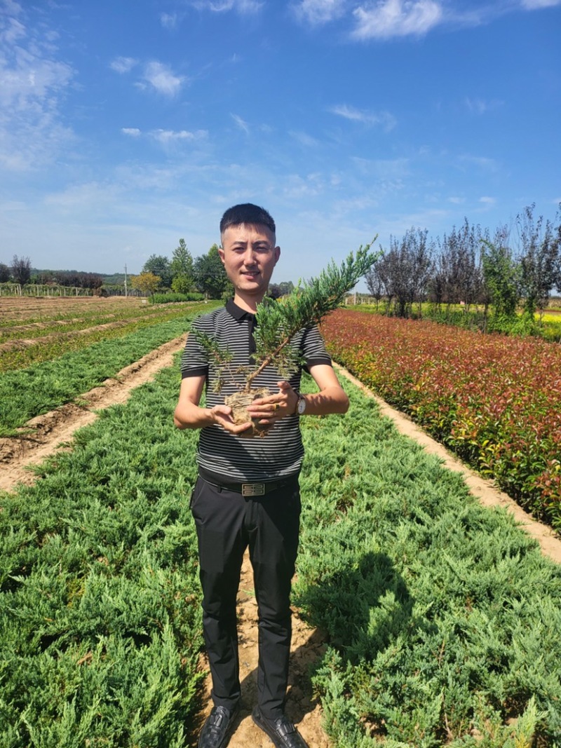 地柏铺地柏苗圃直供品优价廉发货保障欢迎来
