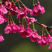 山樱花