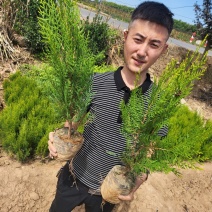 洒金柏货源充足品质保证价格美丽欢迎来电咨询