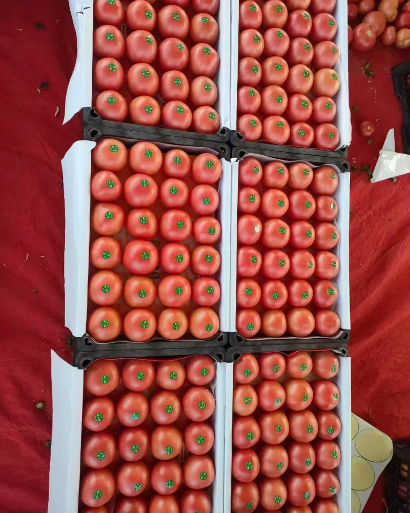 西红柿山东西红柿
