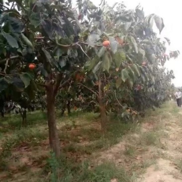 柿子树