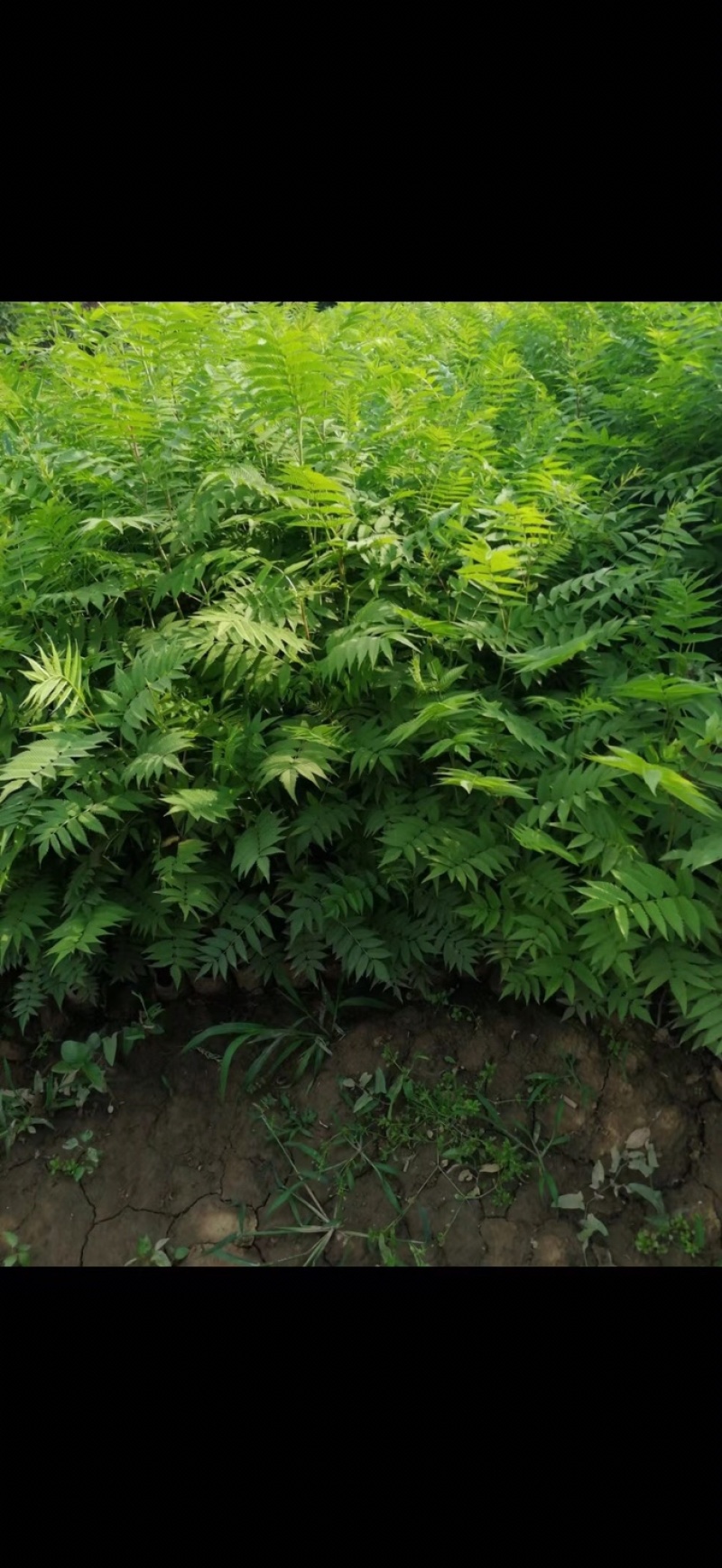 珍珠梅花梅营养钵规格多样产地直供品质保证