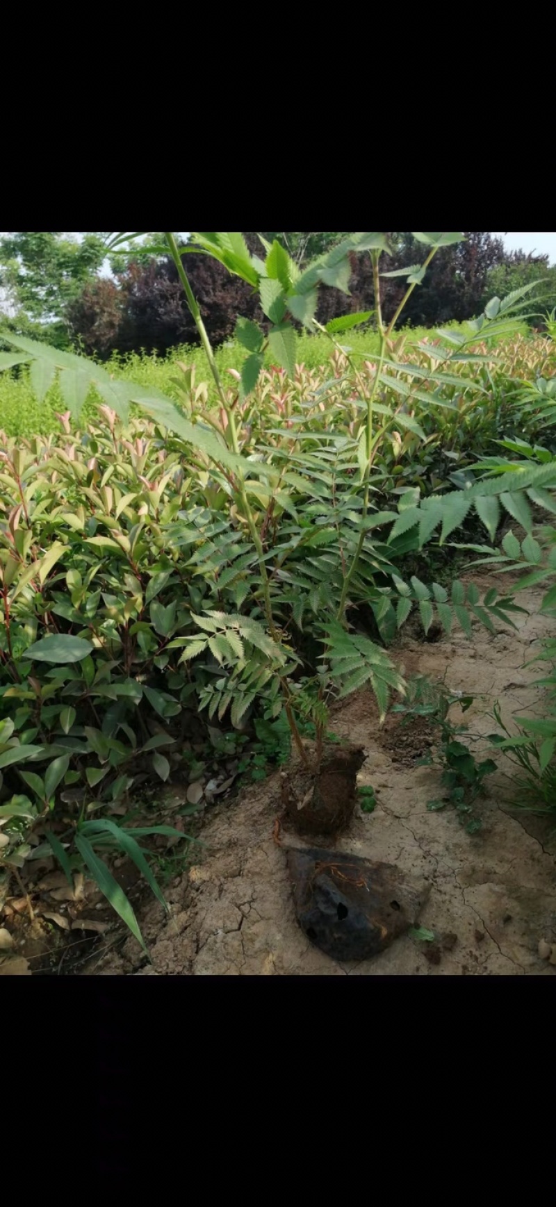 珍珠梅花梅营养钵规格多样产地直供品质保证