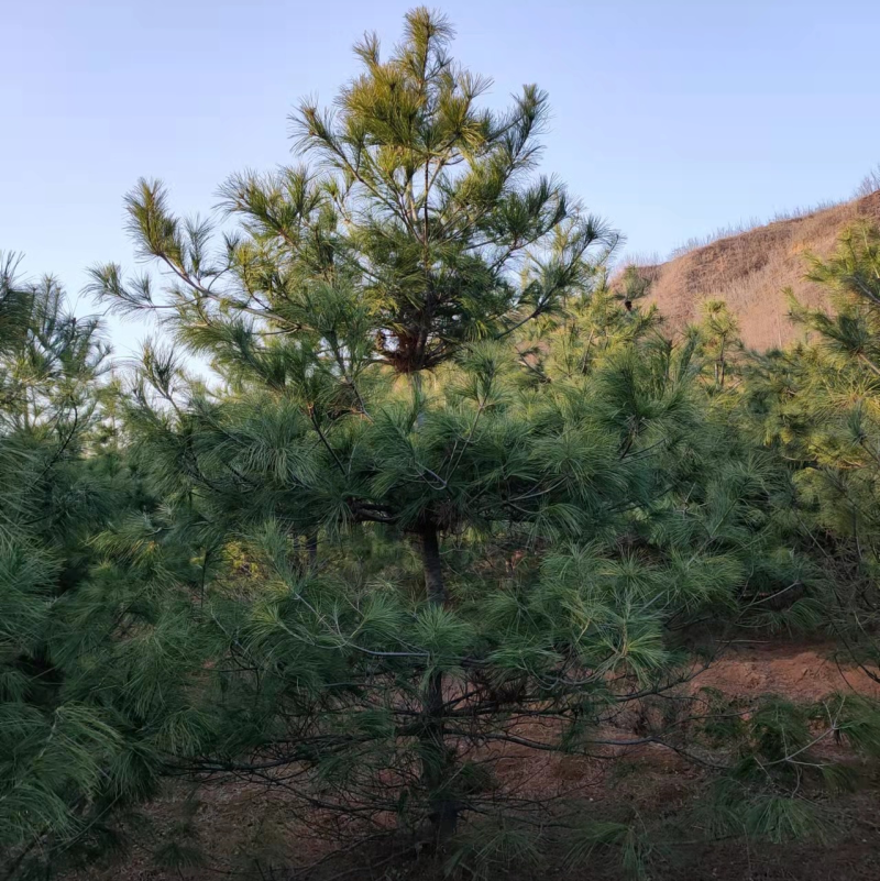 松树华山松规格齐全，数量充足，产地直供，欢迎联系
