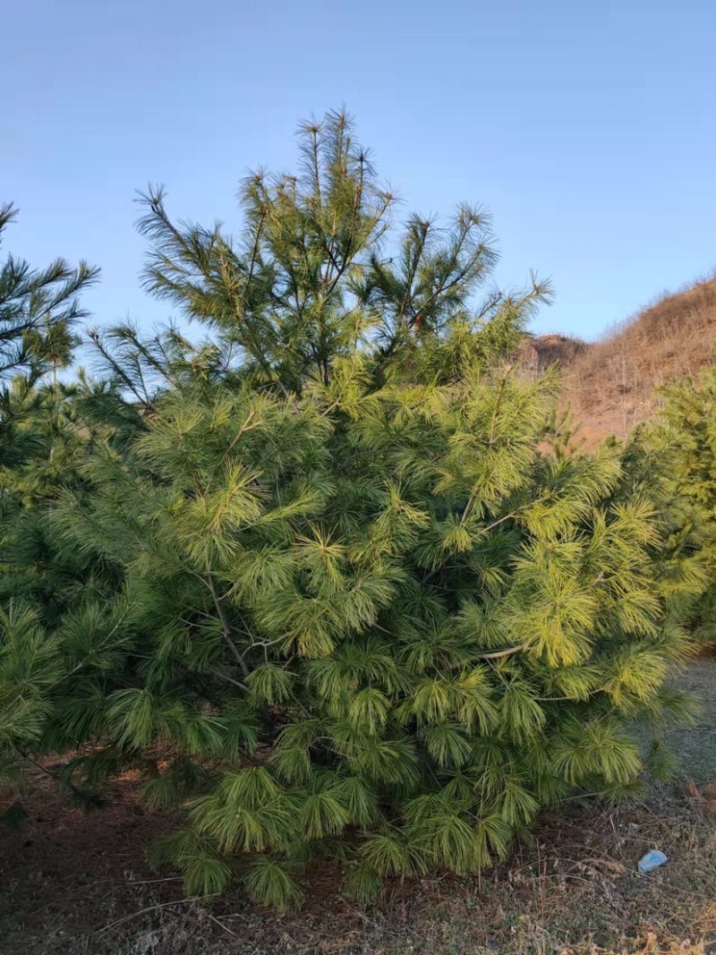 松树华山松规格齐全，数量充足，产地直供，欢迎联系