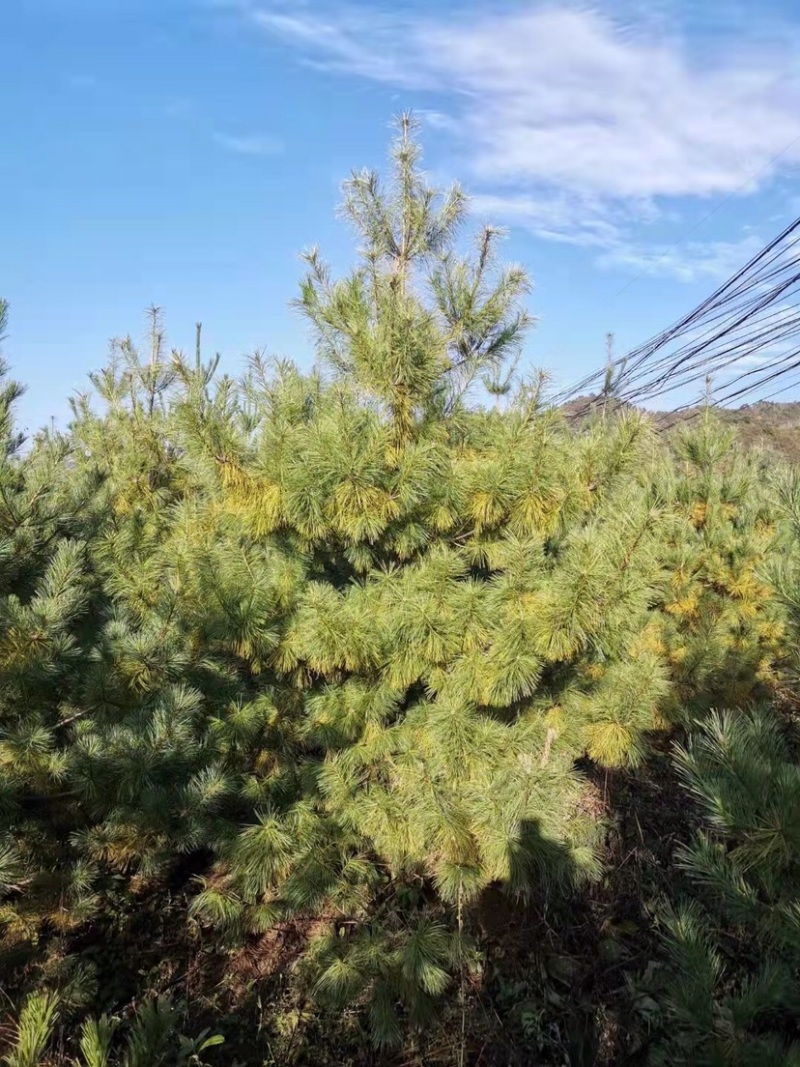 松树华山松规格齐全，数量充足，产地直供，欢迎联系