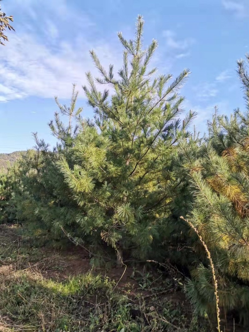 松树华山松规格齐全，数量充足，产地直供，欢迎联系