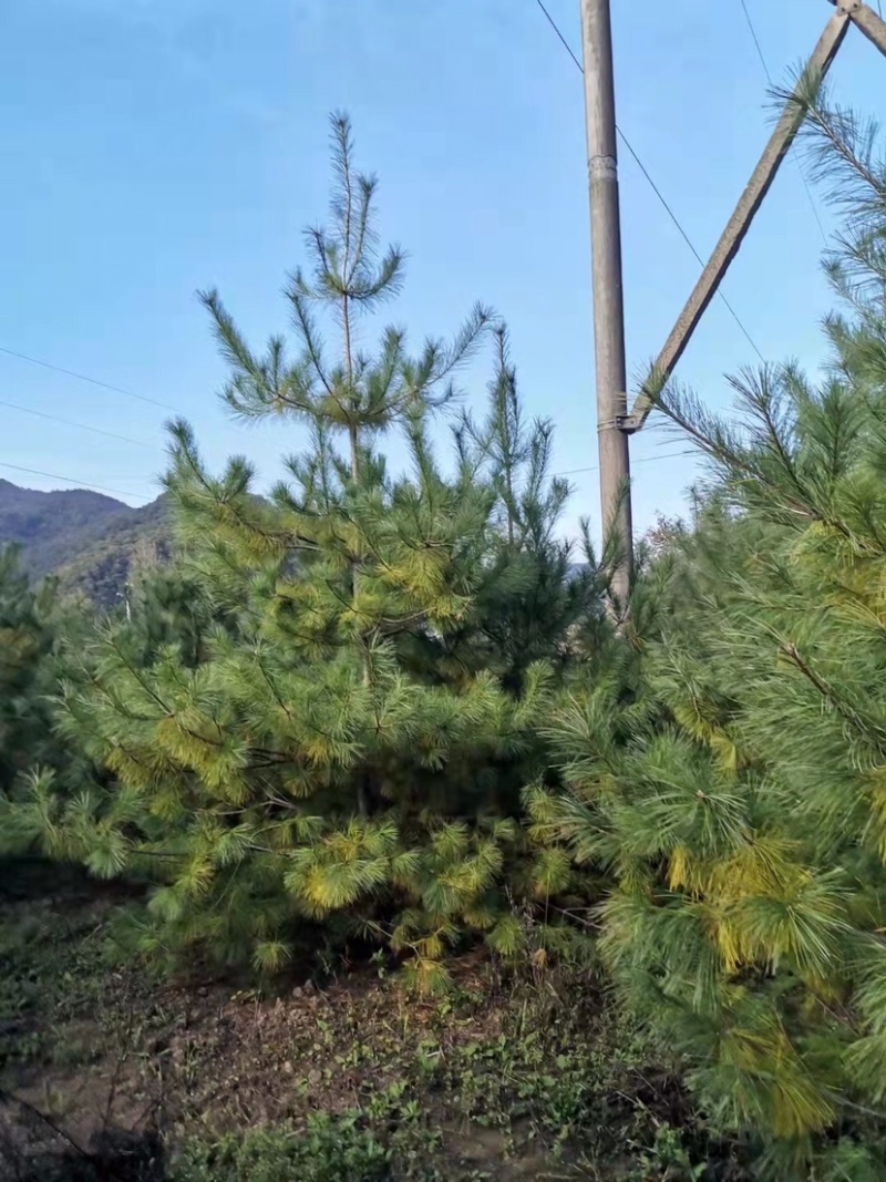 松树华山松规格齐全，数量充足，产地直供，欢迎联系