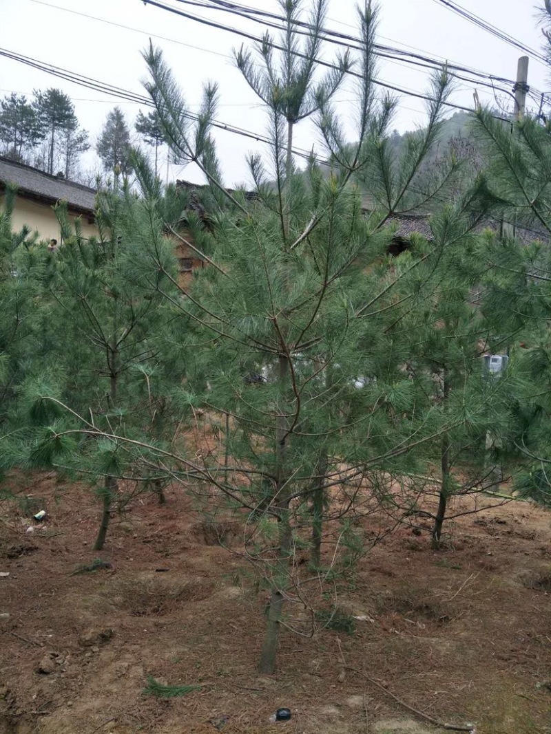 松树华山松规格齐全，数量充足，产地直供，欢迎联系