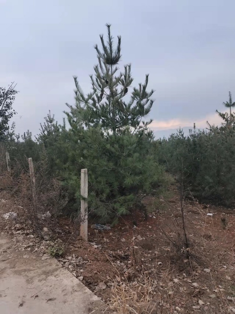 松树华山松规格齐全，数量充足，产地直供，欢迎联系