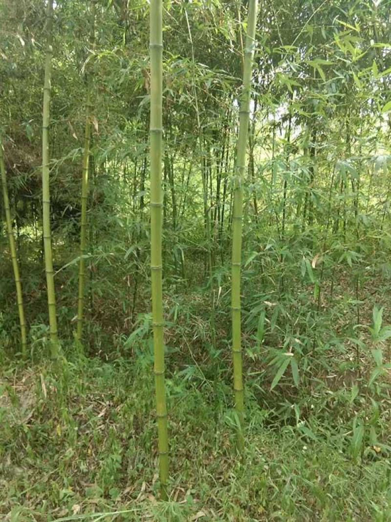 唐竹