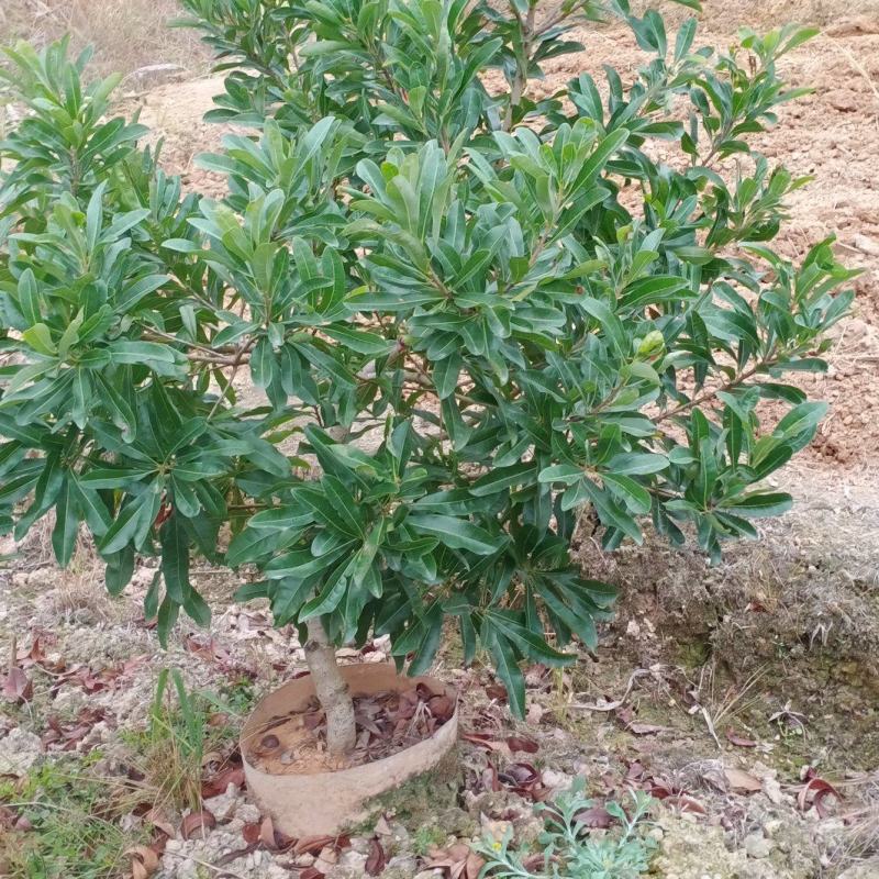 杨梅杯苗，品种多，规格齐全。如东魁，乌梅，台梅农户自家苗