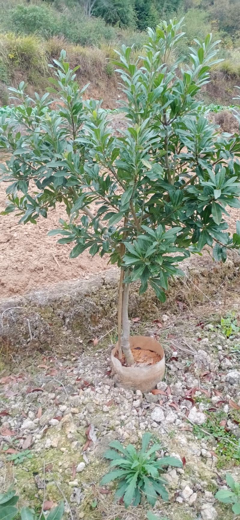 杨梅杯苗，品种多，规格齐全。如东魁，乌梅，台梅农户自家苗