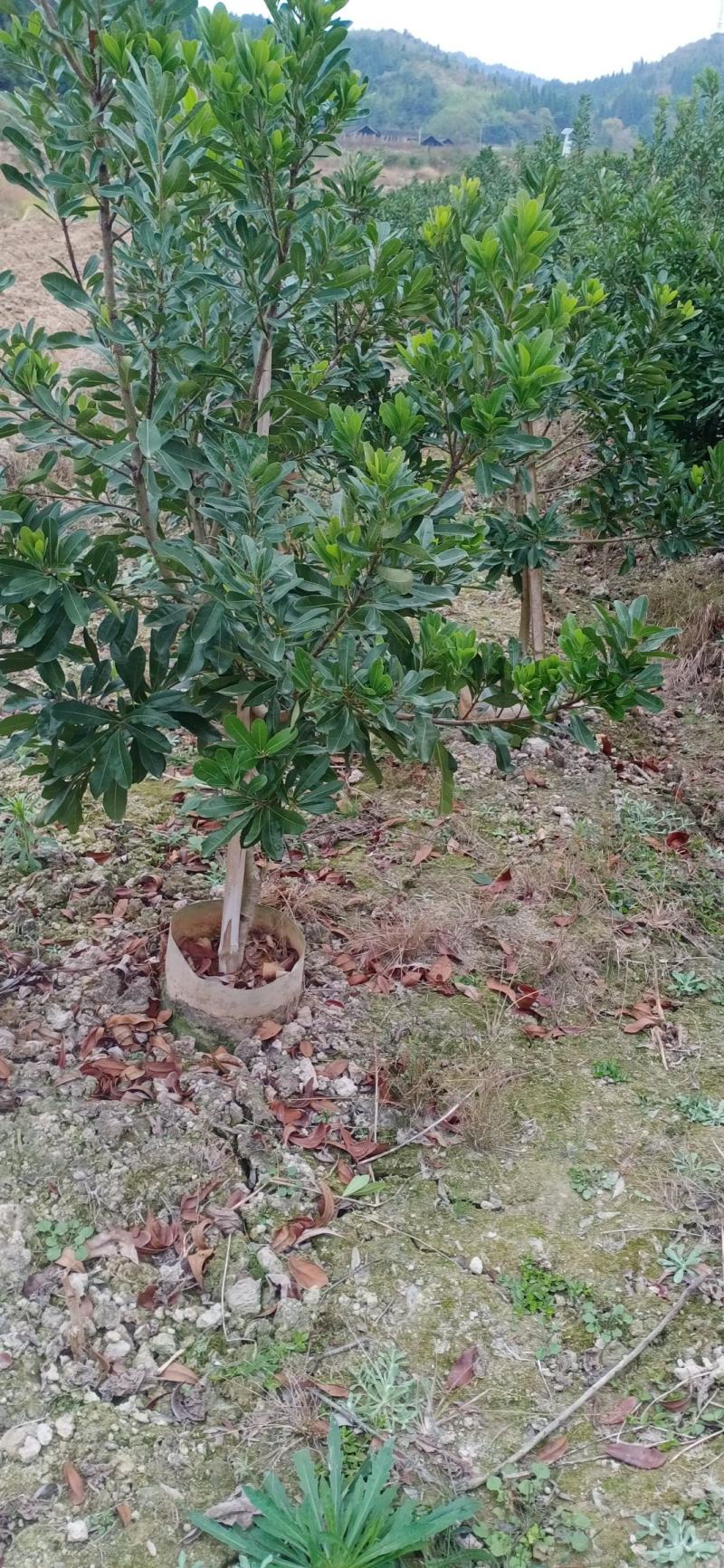 杨梅杯苗，品种多，规格齐全。如东魁，乌梅，台梅农户自家苗