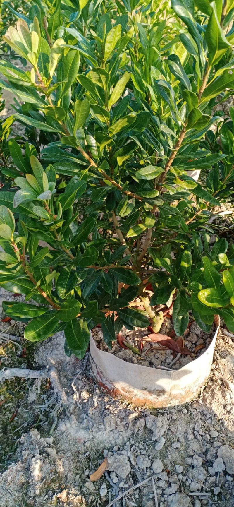 杨梅杯苗，品种多，规格齐全。如东魁，乌梅，台梅农户自家苗