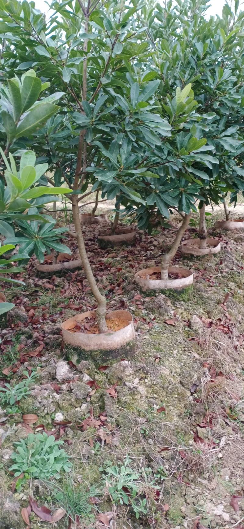 杨梅杯苗，品种多，规格齐全。如东魁，乌梅，台梅农户自家苗