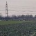菠菜产量充足
