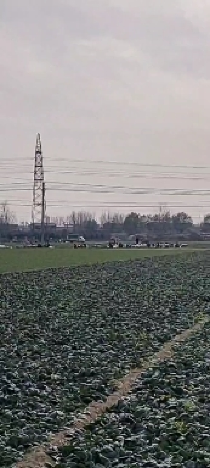 菠菜产量充足