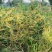 新采菟丝子种子豆寄生无根草黄丝黄鳝藤种子新籽出芽
