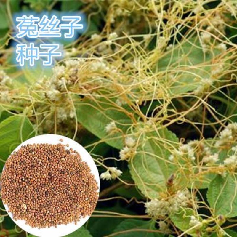 新采菟丝子种子豆寄生无根草黄丝黄鳝藤种子新籽出芽