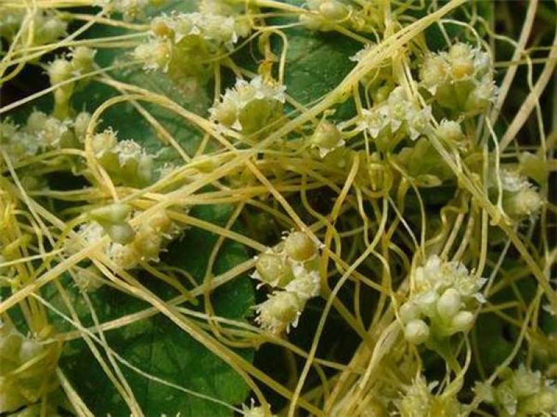 新采菟丝子种子豆寄生无根草黄丝黄鳝藤种子新籽出芽