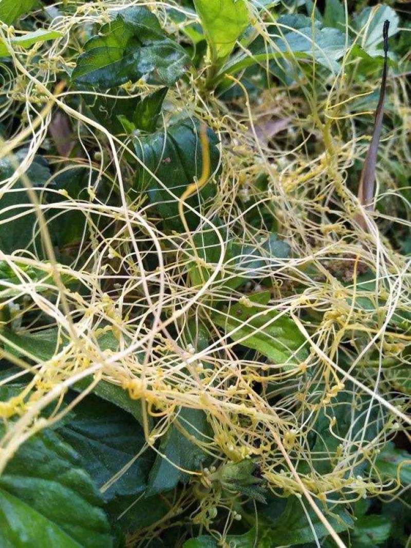 新采菟丝子种子豆寄生无根草黄丝黄鳝藤种子新籽出芽