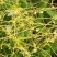 新采菟丝子种子豆寄生无根草黄丝黄鳝藤种子新籽出芽